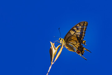 The butterfly known as the common yellow swallowtail at a blue sky background.
