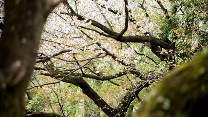 綺麗な春の満開の桜の花