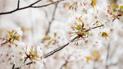 Obraz premium 綺麗な春の満開の桜の花