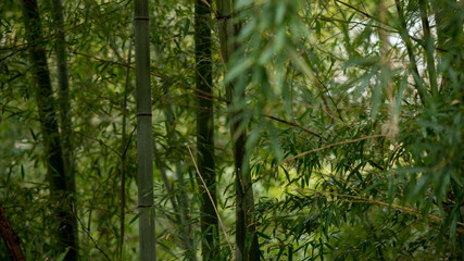 静かな公園の竹林の風景