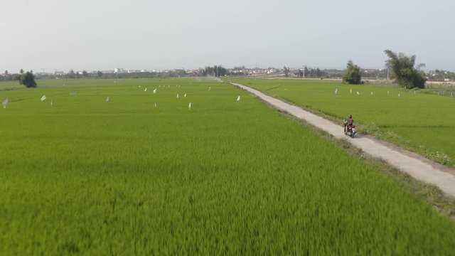AERIAL: Young Woman Riding Motorbike on Countryside Road Between Paddy Fields