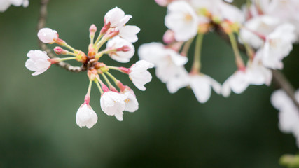 綺麗な春の満開の桜の花