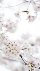 綺麗な春の満開の桜の花