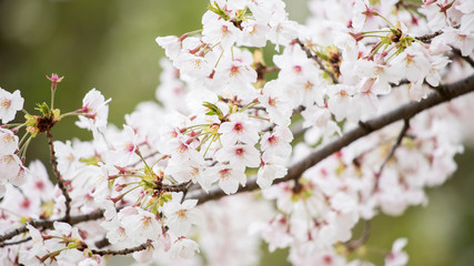 綺麗な春の満開の桜の花
