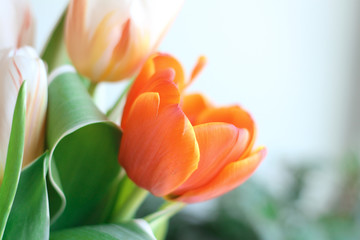 bouquet of Tulip flowers on international women's day