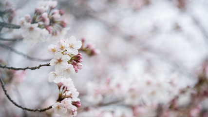 綺麗な春の満開の桜の花