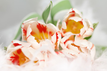 Fototapeta na wymiar bouquet of Tulip flowers on international women's day