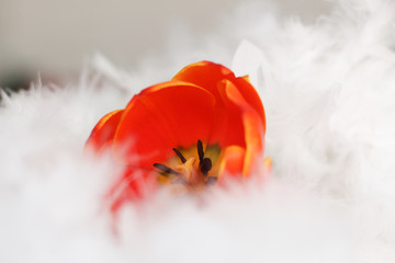 orange one flower a Tulip with white feathers