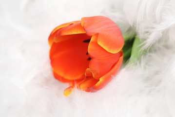 orange one flower a Tulip with white feathers