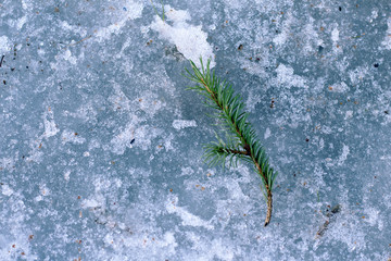 a sprig of fir on the frozen sp