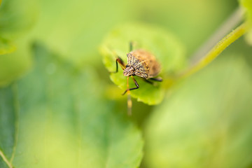 Brown Shield Bug also known as Halyomorpha halys