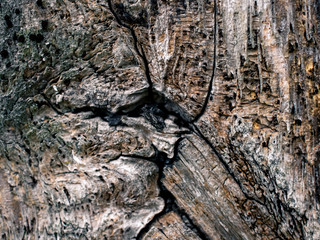 Wood texture