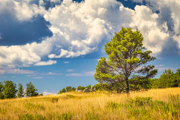 Fototapeta na wymiar A landscape with a tree in the foreground, a seaside area around Privlaka village near Zadar town, Croatia, Europe.