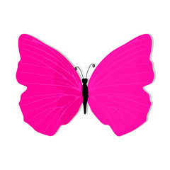 Beautiful butterfly pink isolated on white background