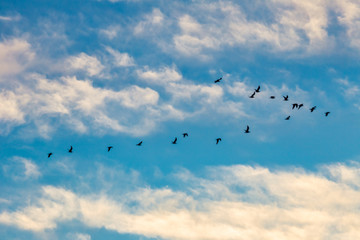 Flying birds in formation on blue sky with clouds.