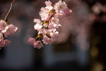 sakura