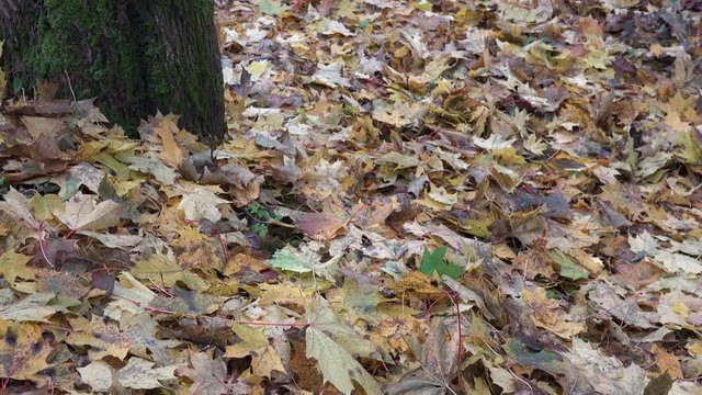 leaves on ground under maple tree and gardener woman rake foliage. Tilt up. 4K