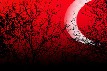 Occulture landscape silhouettes. Tree branches on deep red sky background at night dusk time. Big horned moon raises over. Dramatic scene