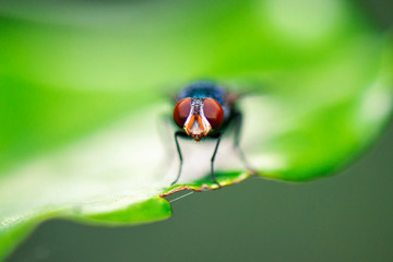 Green Bottle Fly also known as Lucilia sericata