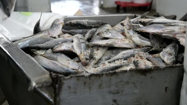 fish factory sorting packing frozen container omul