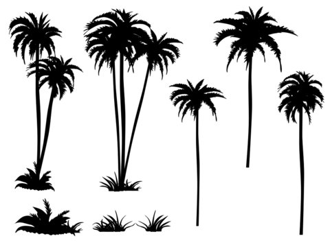 Vector Silhouettes of Coconut trees set isolated on transparent background.