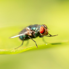 Green Bottle Fly also known as Lucilia sericata