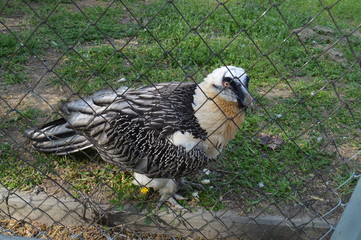 duck in zoo
