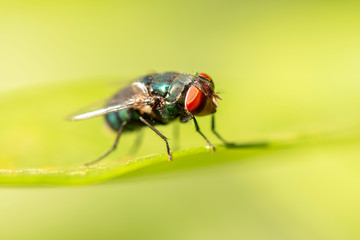 Green Bottle Fly also known as Lucilia sericata