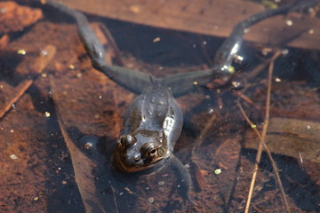 ヤマアカガエル