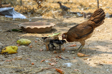 The fighting cock hen and baby chinken in garden at thailand