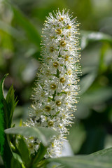 Fototapeta na wymiar Prunus laurocerasus common english laurel evergreen shrub in bloom, white flowering flowers