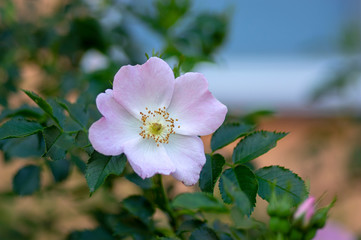 Dog rose Rosa canina light pink flowers in bloom on branches, beautiful wild flowering shrub