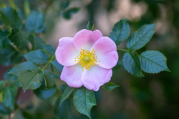 Dog rose Rosa canina light pink flowers in bloom on branches, beautiful wild flowering shrub - obrazy, fototapety, plakaty
