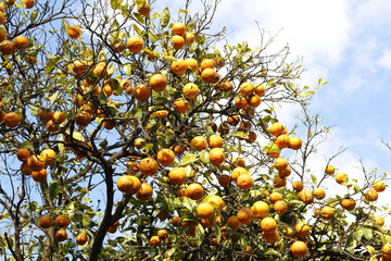 Ripe oranges hanging on a tree on a sunny day in Rome, Italy