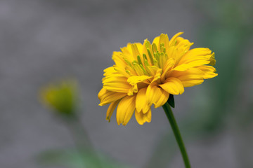 Heliopsis helianthoides double flower rought oxeye in bloom, yellow flowering flowers during summer in ornamental garden