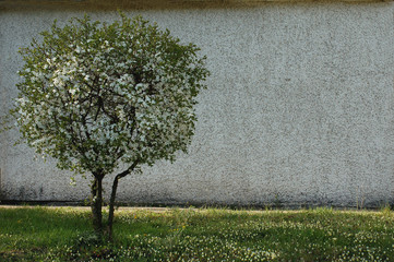 Flowering tree against a concrete wall. Spring background.