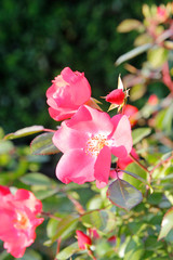 Obraz premium Red wild roses with the sunlight in sunny day near the Roman Forum, Rome Italy