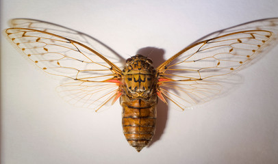 Vaporized cicada with shadow in detail.
