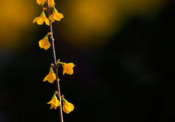 Blooming winter jasmine in the outdoor park
