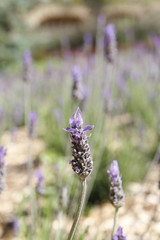 Lavender on a bright sunny day in spring at the Park Guell, Barcelona Spain