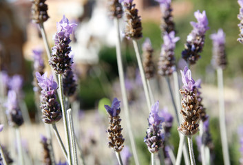 Lavender on a bright sunny day in spring at the Park Guell, Barcelona Spain