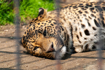 Un leopardo in gabbia esprime tutta la sua tristezza © Semprevivo