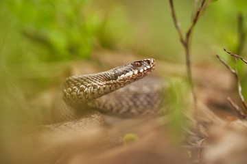Female of European viper Vipera berus in Czech Republic