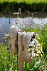 Dutch old wooden clogs decorated with blooming white flowers on a sunny day, Netherlands