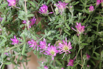 Beautiful blooming of purple flowers on succulent plant in a pot