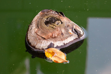 Coconut on the surface of the pond