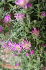 Beautiful blooming of purple flowers on succulent plant in a pot