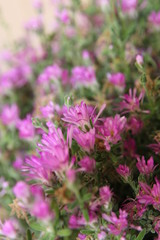 Fototapeta premium Beautiful blooming of purple flowers on succulent plant in a pot