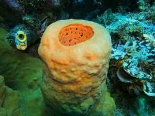 The amazing and mysterious underwater world of Indonesia, North Sulawesi, Manado, sea sponge