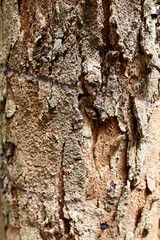 Bark on a palm tree as a background.